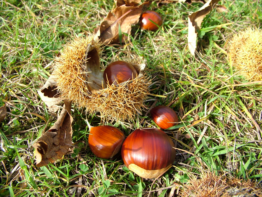 Castagne e Sapori d’Autunno, Tradizione e Gusto